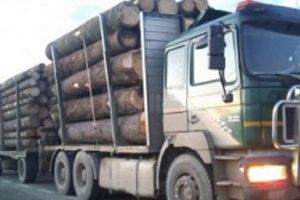 Controale pentru depistarea transporturilor ilegale de lemn