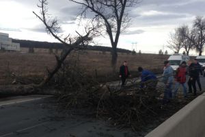 VIDEO FOTO Copac căzut pe DN1, la Veştem