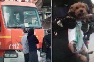 FOTO INEDIT! Căţel imobilizat, salvat de pompieri!