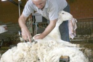 Atenţie, oieri vasluieni: puteţi exporta lână în Africa de Sud!