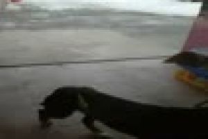 Căţel ce are mare nevoie de ajutor. E în Cojocna - VIDEO