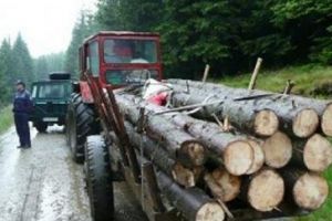Lemne confiscate în Lisa şi Cincu. Șoferii sancţionaţi contravenţional