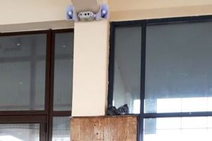 Probleme cu porumbeii. Calatorii care trec prin Gara de Nord sunt intampinati de sunete ciudate