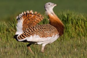 Măsurile de mediu şi climă aplicabile în anul 2018