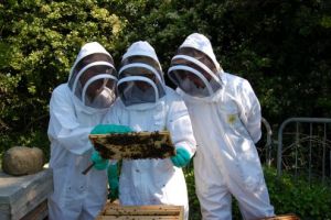 Daciana Sârbu cere sprijin financiar pentru apicultori