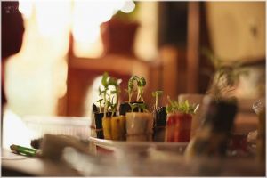 Seminţe de plante tradiţionale, oferite gratuit la prima ediţie a evenimentului „Seminţe ...