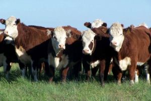 Noi termene pentru ANTZ, în Campania 2018