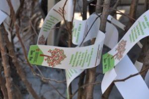 Continuă înscrierile în programul „Un copac pentru generaţia următoare”