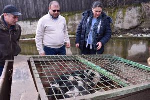 Peste 400 de purcei de Bazna şi Mangaliţa din judeţul Sibiu au intrat în programul finanţat de Guvern