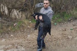 Cluj: Operaţiune de salvare a unui căţel ce avea de 18 zile o conservă blocată în gură - VIDEO