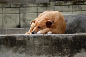 Animalele, la numărat: Primăria Arad ar putea realiza un recensământ al necuvântătoarelor