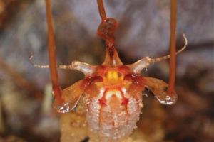 EXTRATERESTRUL DESCOPERIT după 150 de ani de camuflaj. Din jungla malaysiană direct în BREAKING NEWS. Foto istoric în articol