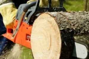 Bărbat descoperit la o tăiere ilegală de material lemnos, arestat preventiv pentru ultragierea unui poliţist