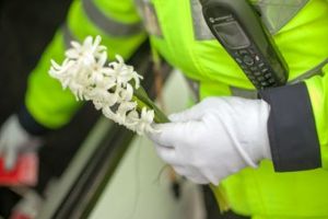 Șoferiţele „amendate” cu flori şi felicitări