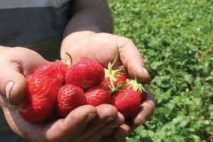 Se caută culegători de căpşuni pentru Marea Britanie!