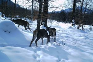 Animalele din Munţii Rodnei, în aşteptarea primăverii. Imagini spectaculoase (VIDEO)
