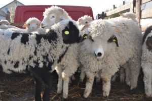 DSVSA BN, acţiuni specifice înainte de Paşti. Ce trebuie să ştie consumatorii