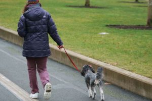Câinii nu mai pot fi plimbaţo fără lesă în parcurile din Sibiu. Primăria montează panouri de avertizare