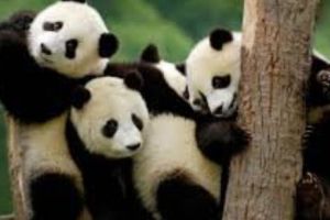 China construieşte o BELGIE pentru urşii PANDA