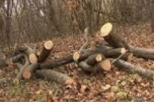 De 8 martie doi barbati in varsta de 33 si 45 de ani s-au pus pe furat  lemne din padurea Viisoara
