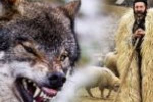 Cioban muşcat de lup în Valea Caraşului