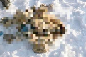 IMAGINI ȘOCANTE! A găsit peste 50 de MÂINI TĂIATE într-un râu îngheţat