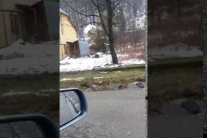 VIDEO – Sacalii şi mistreţii au INVADAT judeţul Vâlcea! Pe directorul Gărzii Forestiere Vâlcea, Gheorghe Poenaru, il doare la basca!