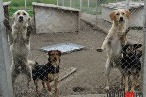S.O.S. FREE LIFE: vom fi nevoiţi să lăsăm liberi cei 450 de câini