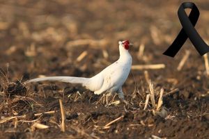 Fazanul alb, vedeta calendarului 2018 al Asociaţiei Judeţene a Vânătorilor şi Pescarilor Sportivi Alba, a fost împuşcat. REVOLTĂ pe Facebook împotriva celui care ”a preferat să-l facă supă de tăieţei”, în loc să-l ocrotească