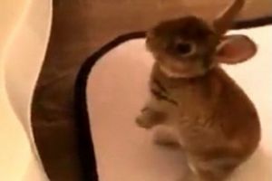 Un iepuraş a devenit VIRAL pe INTERNET, după ce a fost FILMAT. Clipul VIDEO face înconjurul LUMII. Porţie de RÂS garantată! 