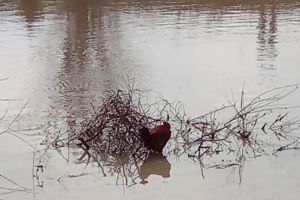 Interventie pentru salvarea unui cocos blocat pe crengi in mijlocul Begai, la Timisoara