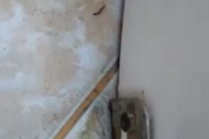 De toată groaza! Viermi filmaţi în baia unui spital (VIDEO)