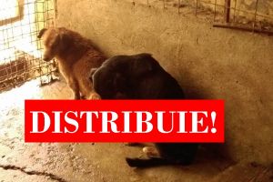 VIDEO. Urlete înfiorătoare. Câini torturaţi în lagărul de la Dara