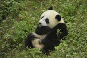 China va infiinta un parc urias dedicat ursilor panda