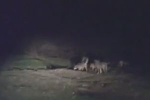 VIDEO. Haite de câini, la marginea municipiului Satu Mare