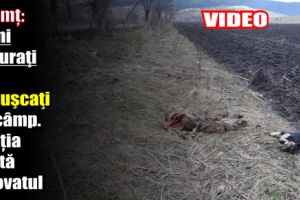 Neamţ: Câini torturaţi şi împuşcaţi pe câmp. Poliţia caută vinovatul