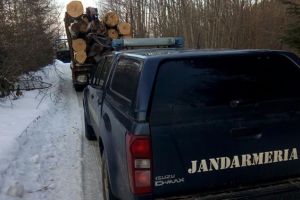 Prinşi de jandarmi cu lemne furate. Au primit amenzi usturătoare (Foto)