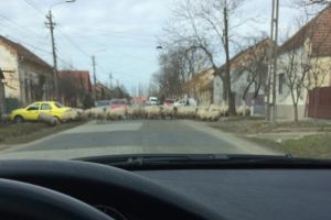 Imaginea zilei din Timisoara: ciurda de oi pe o strada din Freidorf 