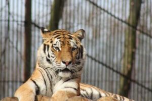 Grădina Zoologică din Târgu Mureş: emblema oraşului nostru