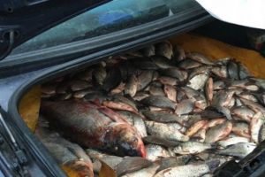 Braconier sibian prins cu o tonă de peşte pescuit ilegal la Călimăneşti