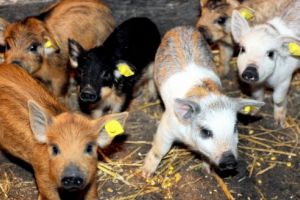 Startul Programului de sprijin pentru crescătorii de porci din rasele Bazna şi Mangaliţa