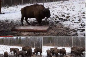 Fotografii din Romania. Zimbri, pui si adulti, la un punct special de hranire din padure 