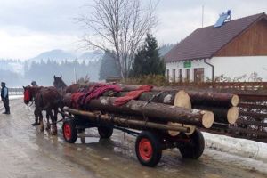 Lemn confiscat de jandarmi pe Ilve. Un bărbat s-a ales cu dosar penal pentru lovire