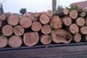 Hotii de lemne din comuna Visani au fost prinsi