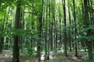 Premieră pentru Harghita! Proprietarii pădurilor din ariile protejate primesc despăgubiri