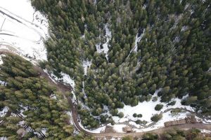 Tăieri de arbori pe masivul Rarău, semnalate Gărzii Forestiere Suceava