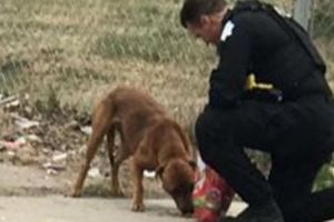  Fotografia cu POLIŢISTUL în genunchi HRĂNIND  un CÂINE a devenit VIRALUL web-ului