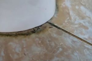 Viermii de la Spitalul de Copii au apărut din cauza ventilaţiei deficitare