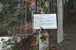 Tăierile de arbori de pe Rarău, semnalate Gărzii Forestiere, o alarmă falsă
