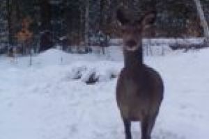 Un clip cu un cerb din Munţii Banatului a devenit viral pe internet [VIDEO]